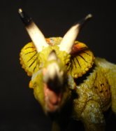 Torosaurus, Dinosaur Toys