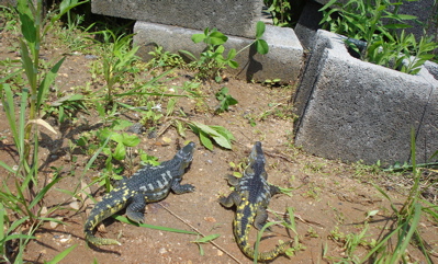 Safari Nigersaurus, Dinosaur Toys