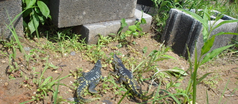 Carnegie Collection, Deinosuchus, Dinosaur Toys