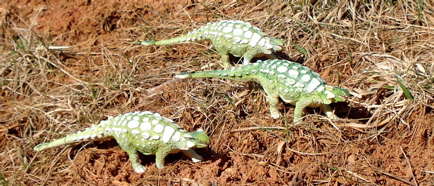 Carnegie Ankylosaurus, Dinosaur Toys