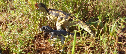 Carnotaurus, Carnegie carnotaurus, Carnotaur, Carnegie, Dinosaur Toys