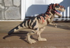 Tyrannosaurus Rex Dinosaur Toys