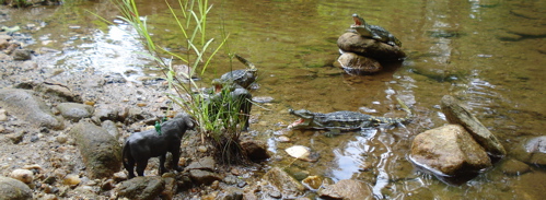 Carnegie Collection, Deinosuchus, Dinosaur Toys