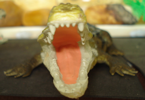 Carnegie Collection, Deinosuchus, Dinosaur Toys