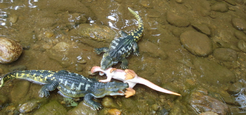 Carnegie Collection, Deinosuchus, Dinosaur Toys