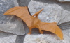 Invicta Pteranodon Dinosaur Toys