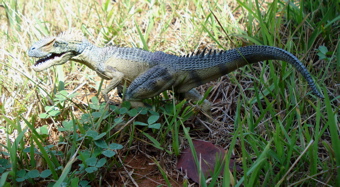 Papo Allosaurus Dinosaur Toys