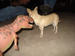 Carnivorous Dinosaurs Dinosaur Toys