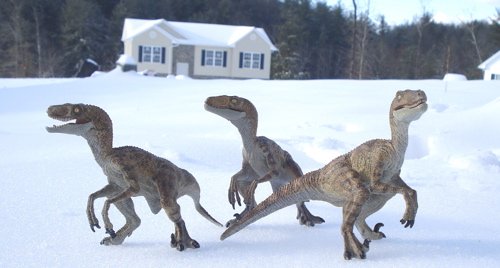 Velociraptor, Raptor, Papo Raptor, Papo Dinosaur Toys