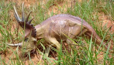 Styracosaurus Dinosaur Toys